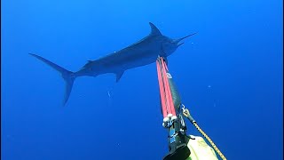 Spearfishing Black Marlin Australia [upl. by Kuster770]