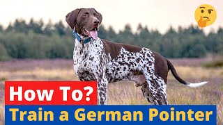 How to Train a German Shorthaired Pointer 🤔 [upl. by Annez]