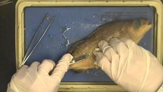 Fish Dissection [upl. by Rambert]