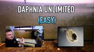 How I Raise Daphnia Water Fleas And You Can Too [upl. by Ydnagrub280]