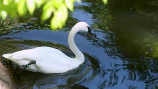 Trumpeter Swan Keeper Chat [upl. by Annai267]