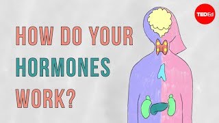 How do your hormones work  Emma Bryce [upl. by Sunny]