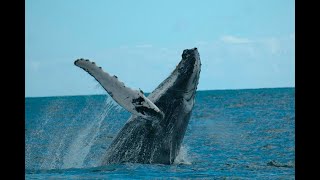 Espectacular avistamiento de ballenas jorobadas en Tumaco Nariño  Noticias Caracol [upl. by Childs]