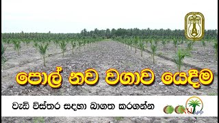 පොල් නව වගාව යෙදීම [upl. by Windham]