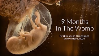 40 Weeks In The Womb by Ultrasound Dimensions [upl. by Donovan851]