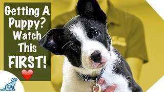 Puppy First Day Home Tips  Professional Dog Training Tips [upl. by Lozar]