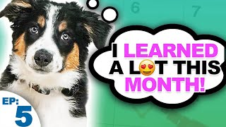 Puppy Training Expectations And Goals For The First Month [upl. by Fugazy600]