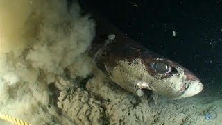 Alien Sharks Dogfish and Sleeper Shark [upl. by Assetniuq]