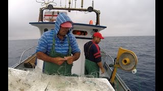 Fishing video Pesca Açores Azores fishing longline fishing profissional fishing [upl. by Notgnilra]