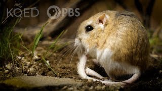 Kangaroo Rats Are Furry SpringLoaded Ninjas  Deep Look [upl. by Sainana]