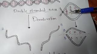 DENATURATION AND RENATURATION  BY PHANINDRA GUPTHA [upl. by Kinny97]