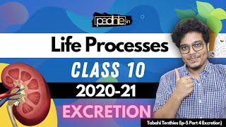 Excretion Class 10  Life Processes Class 10 Science Biology  Tabahi Tenthies S1 [upl. by Anole949]