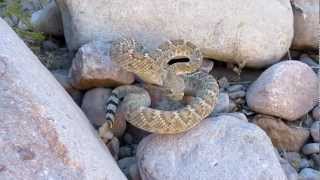 Western Diamondback Rattlesnake in Arizona [upl. by Barmen849]