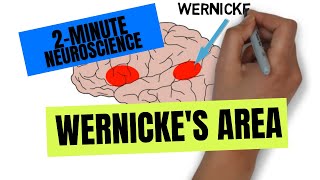 2Minute Neuroscience Wernickes Area [upl. by Siryt]