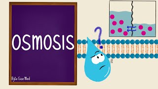 Osmosis  Osmolarity  Osmotic Equilibrium  Transport Across the Cell Membrane  Cell Physiology [upl. by Apoor13]