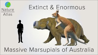 Extinct amp Enormous The Massive Marsupials of Australia [upl. by Iegres]