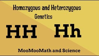 Homozygous vs Heterozygous Genotype [upl. by Narmak63]