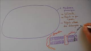 Structure cellulaire 1  Membrane noyau appareil de Golgi [upl. by Etnoel]