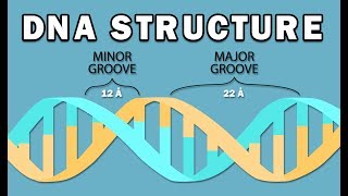 STRUCTURE OF DNA [upl. by Elleniad]