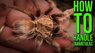 Top 10 Tarantulas To Handle How To Hold a Spider [upl. by Yesnil708]