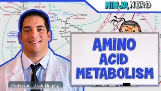 Metabolism  Amino Acid Metabolism [upl. by Durkin401]