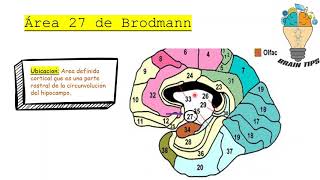 ÁREAS DE BRODMANN [upl. by Yand]