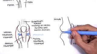 Clinical Anatomy  Knee [upl. by Otxilac]