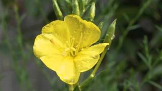 Plant portrait  Evening primrose Oenothera biennis [upl. by Celine]