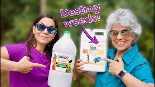 We Tried 30 Natural Vinegar to Kill Weeds  Part 1 [upl. by Enitnemelc]