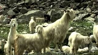 Himalayan Pashmina goat [upl. by Gonsalve]