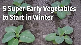 5 SuperEarly Vegetables to Start in Winter [upl. by Ardnoel]