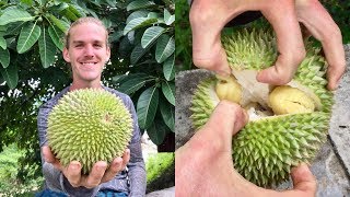 How To Open and Eat a Durian [upl. by Pia]