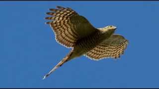 Sparrowhawk Bird Call Bird Song [upl. by Enelrad]