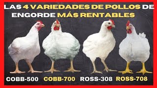 ¿Conozca cuáles son las 4 variedades de pollos de engorde más rentables en el mercado avícola [upl. by Shaffer992]