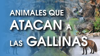 Que animales atacan a las gallinas 🐔  Depredadores [upl. by Rehpotsrik]