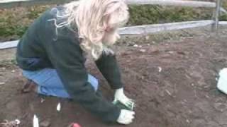 Planting Your Bareroot Peony [upl. by Deadman]