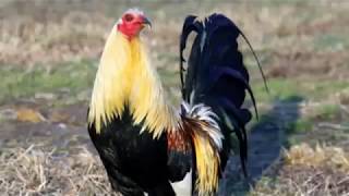 ✳Las 10 Mejores Razas De Gallos De Pelea [upl. by Fillender]