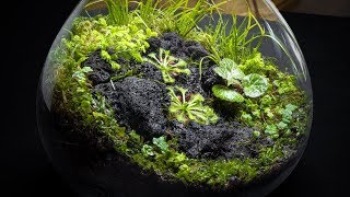 The Carnivorous Sundew Terrarium [upl. by Malia726]