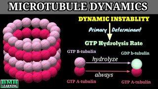 Dynamic Instablity Of Microtubules  Microtubule Dynamics [upl. by Dionysus2]