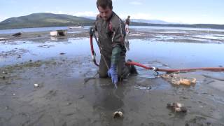 Farm raised Geoduck clams beach harvesting during low tide from Discovery Bay Washington [upl. by Adlig]