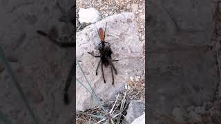 Caribena Versicolor The Antilles Pinktoe Tarantula Species [upl. by Rosenkrantz]