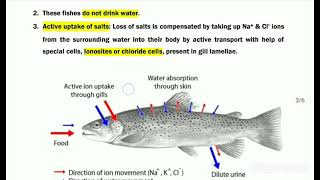 OSMOREGULATION IN FISHES Freshwater amp Marine water fishes [upl. by Gerome]