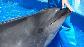 イルカ （鳴き声、舌、やきもち、頭の穴、バイバイなど）  名古屋港水族館 [upl. by Cameron]