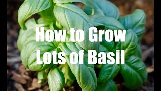 How To Grow Lots of Basil [upl. by Oicatsana]