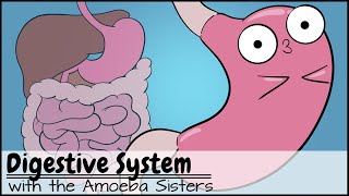 Digestive System [upl. by Claus]