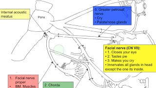 Cranial nerve VII [upl. by Polk]