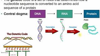 2117 Chapter 8 Part A  Microbial Genetics [upl. by Fitzger]