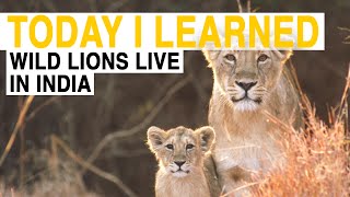 TIL Wild Lions Live in India  Today I Learned [upl. by Eimareg]