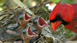 Northern Cardinals feeding baby birds FYV [upl. by Won883]