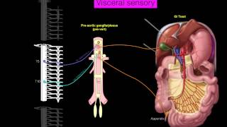 Sympathetics GI [upl. by Nannahs703]